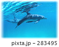 ペアのイルカ・ふちアレンジ