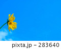 金鶏菊3