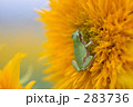 283736