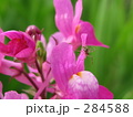 FLOWERS 20060424013