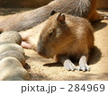 素材ナンバー 284969 : 「カピバラ」