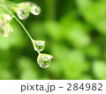 FLOWERS 20060510080