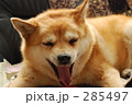 あくび犬