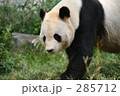 素材ナンバー 285712 : 「ジャイアントパンダ」