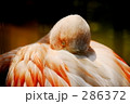 起きたフラミンゴ