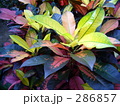 観葉植物