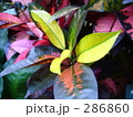 観葉植物