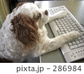 キーボードを打つキャバリア