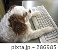 キーボードを打つキャバリア