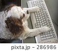 キーボードを打つキャバリア