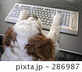 キーボードを打つキャバリア