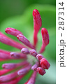 ツキヌキニンドウの蕾