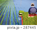 田植え