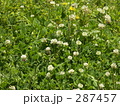 春の野に咲くシロツメグサの花