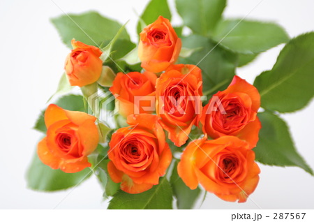 薔薇 オレンジ色