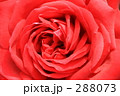 薔薇_023