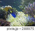 鳥羽水族館～ナンヨウハギ
