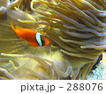 鳥羽水族館～クマノミ