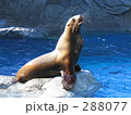 鳥羽水族館～アシカ
