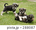 素材ナンバー 288087 : 「じゃれ合う仔犬Ⅱ」