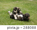 じゃれ合う仔犬Ⅰ