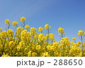 菜の花畑