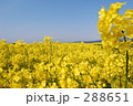 菜の花畑