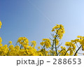 菜の花畑