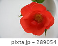 289054