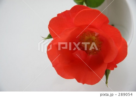 花 薔薇 植物