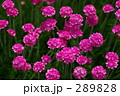 アルメリア