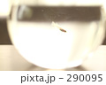 290095