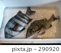 漁港のイシダイとクロダイ