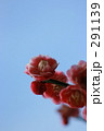 梅の花