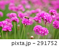 アルメリアと蜜蜂