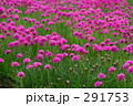 アルメリア