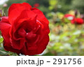 リリーマルレーン（バラ）