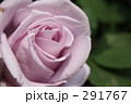 ブルームーン（バラ）