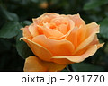 イージゴーイング（バラ）
