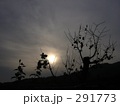 柿の木と太陽