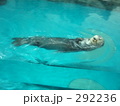 ラッコ