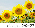 ひまわり三兄弟