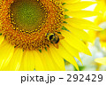はちさんとひまわり（下）