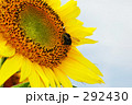 ひまわり（寄り）