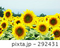 ひまわり一家