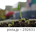 SPROUT 20060614002