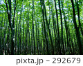 ブナ林