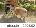 お庭で遊ぼ