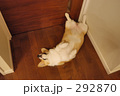 へそ天