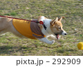 ゴー！
